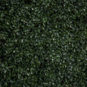 Boxwood Hedge Wall | 8' x 4' - Image 2
