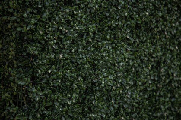 Boxwood Hedge Wall | 8' x 4' - Image 2