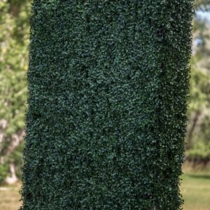 Boxwood Hedge Wall | 8' x 4' - Image 3