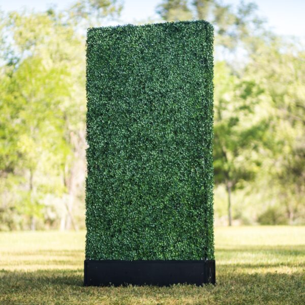 Boxwood Hedge Wall | 8' x 4'